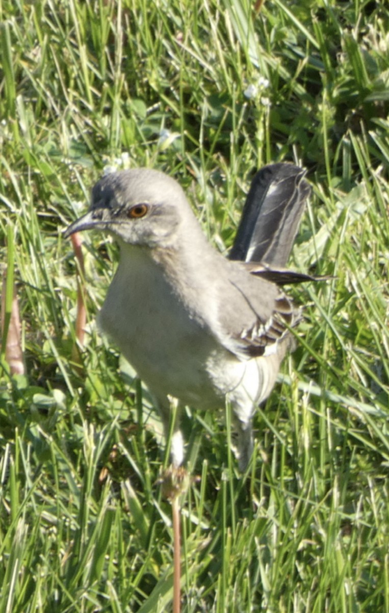 Northern Mockingbird - ML446405641