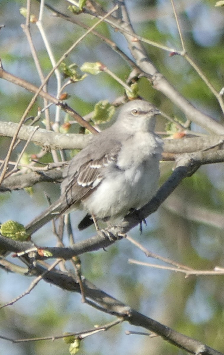 Northern Mockingbird - ML446405671