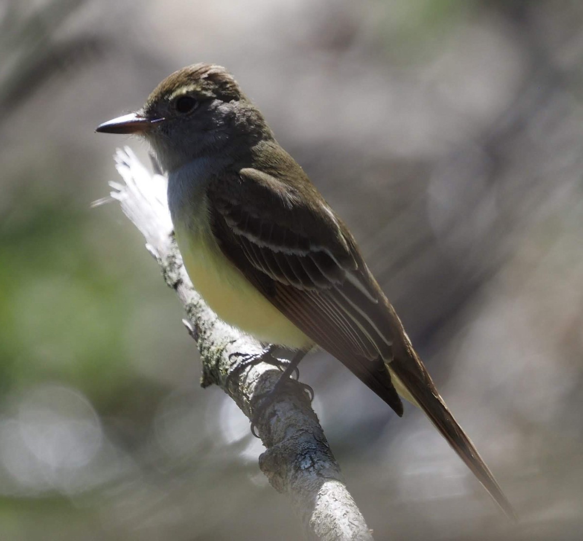 Great Crested Flycatcher - ML446405851