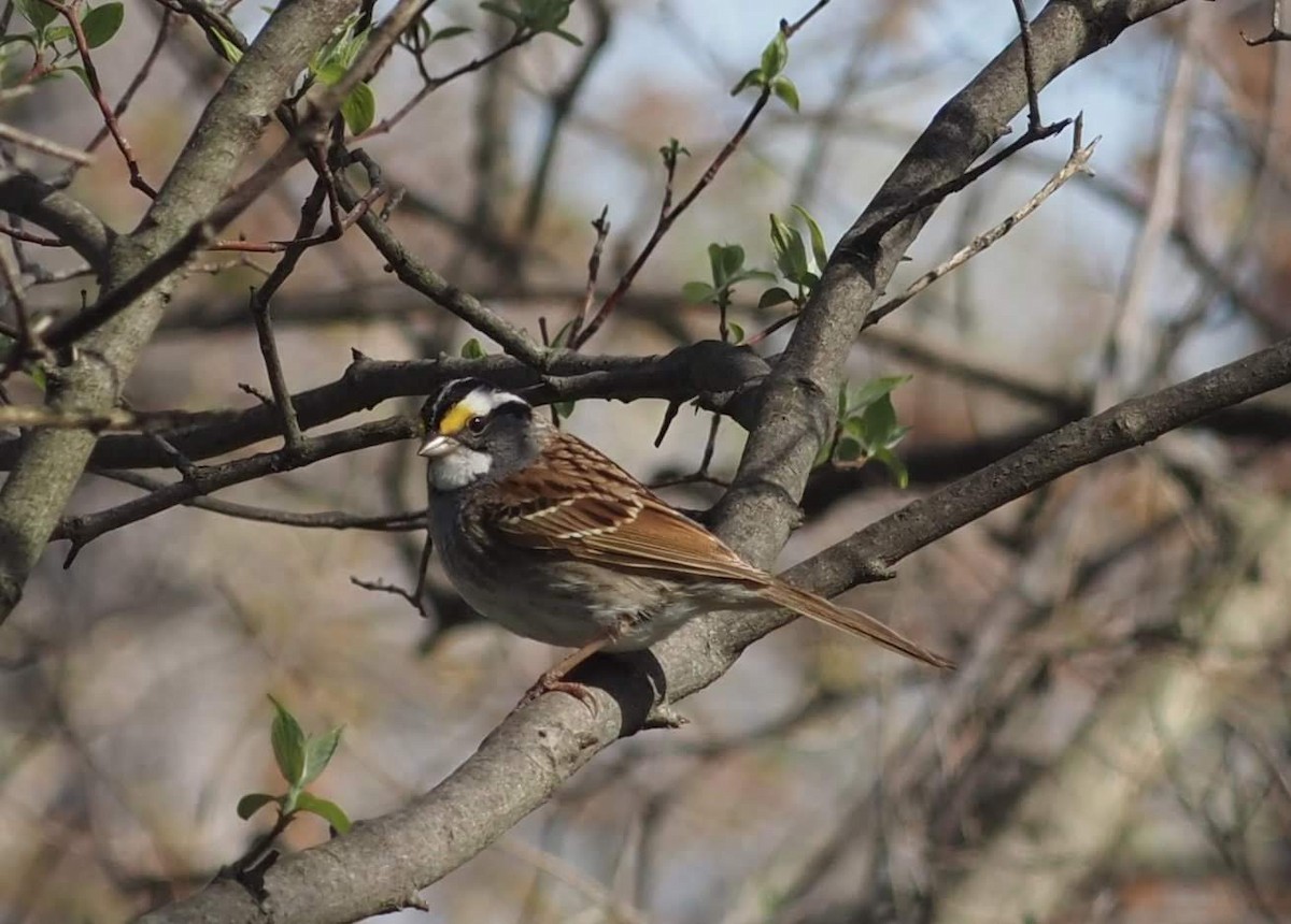 White-throated Sparrow - ML446406491