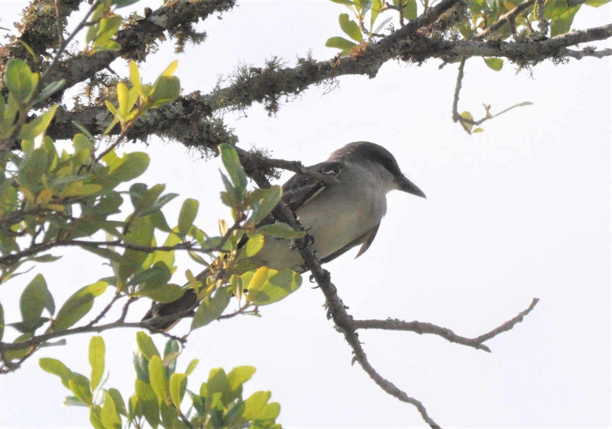 Gray Kingbird - Jimmie Dufault