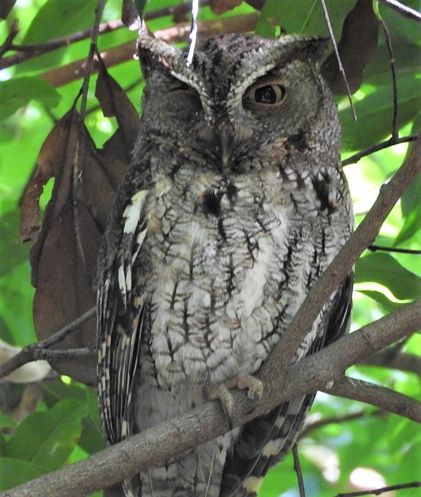 Eastern Screech-Owl - ML446406771