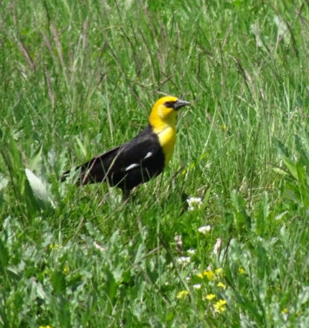 Yellow-headed Blackbird - ML446407421