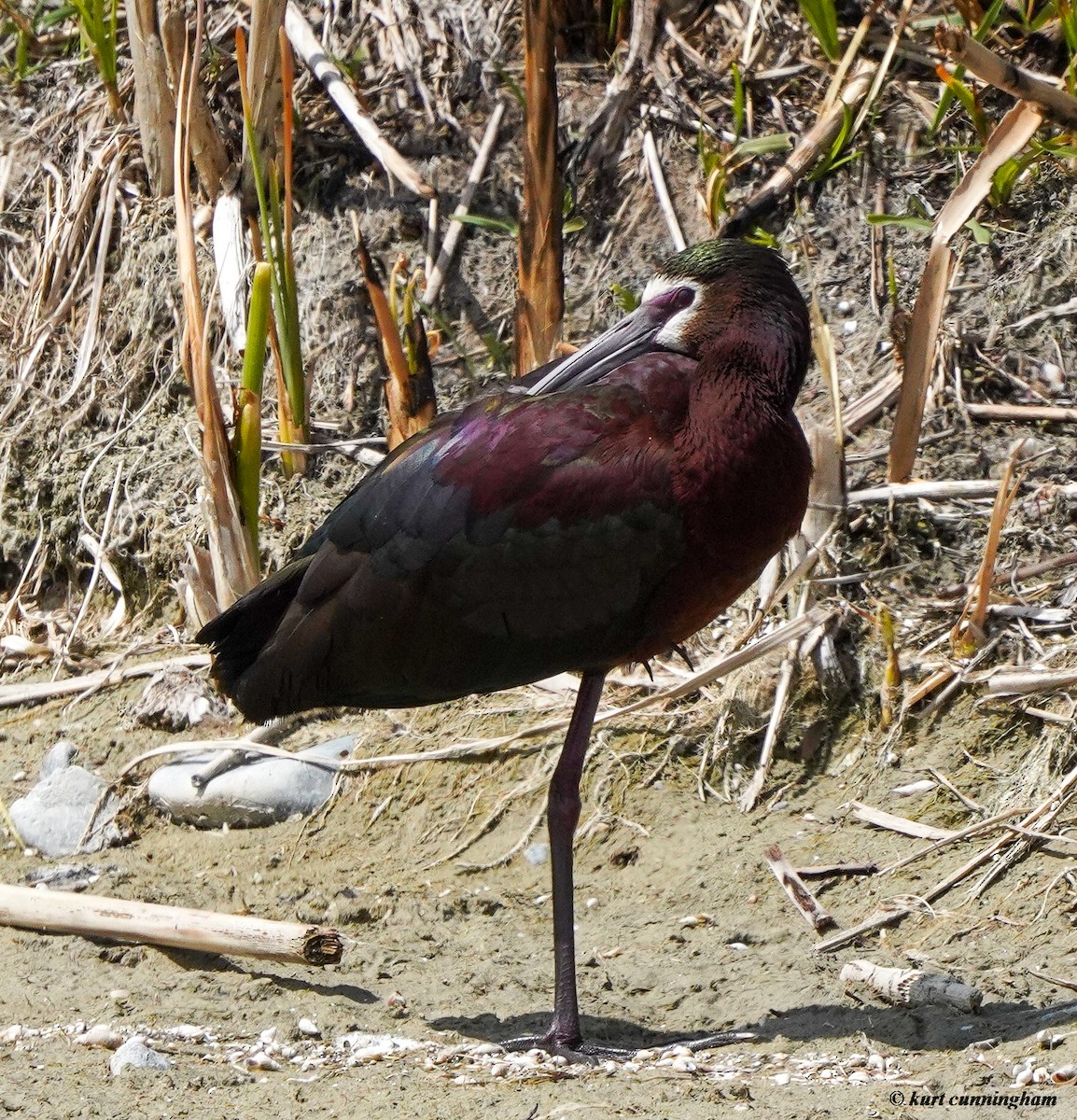 White-faced Ibis - ML446411011