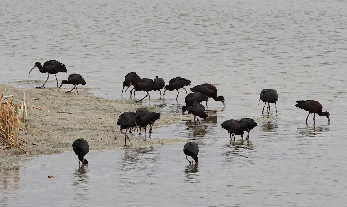 White-faced Ibis - Kurt Cunningham