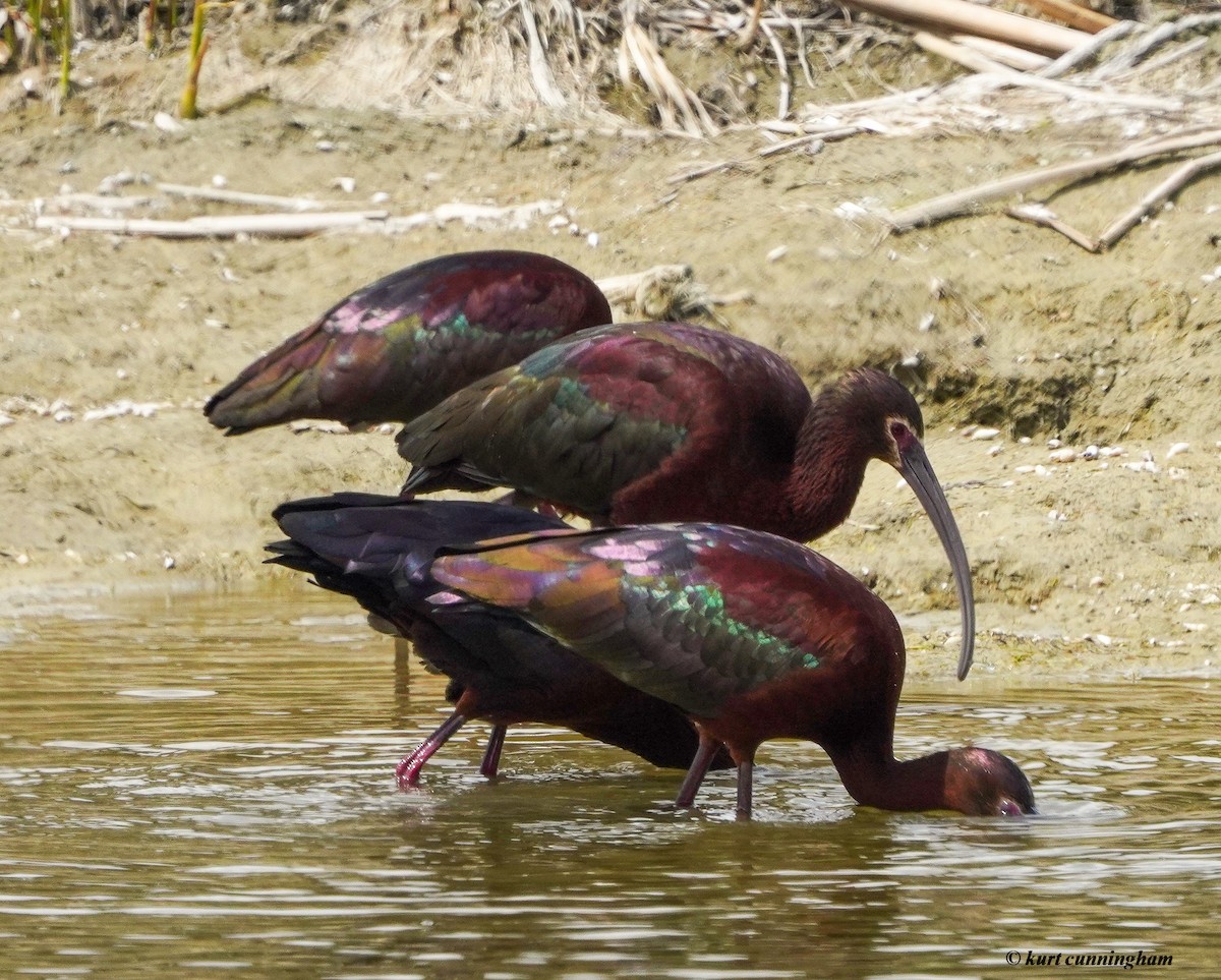 White-faced Ibis - ML446411091