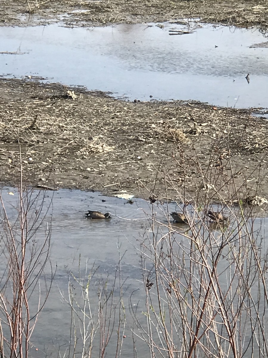 Blue-winged Teal - ML446412521