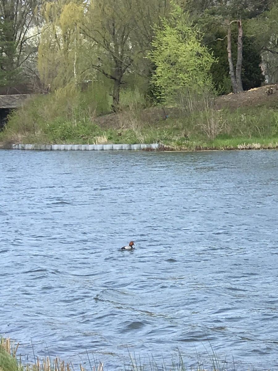 Redhead - ML446412531