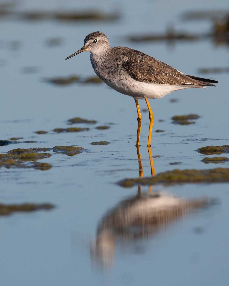 Lesser Yellowlegs - ML446416271