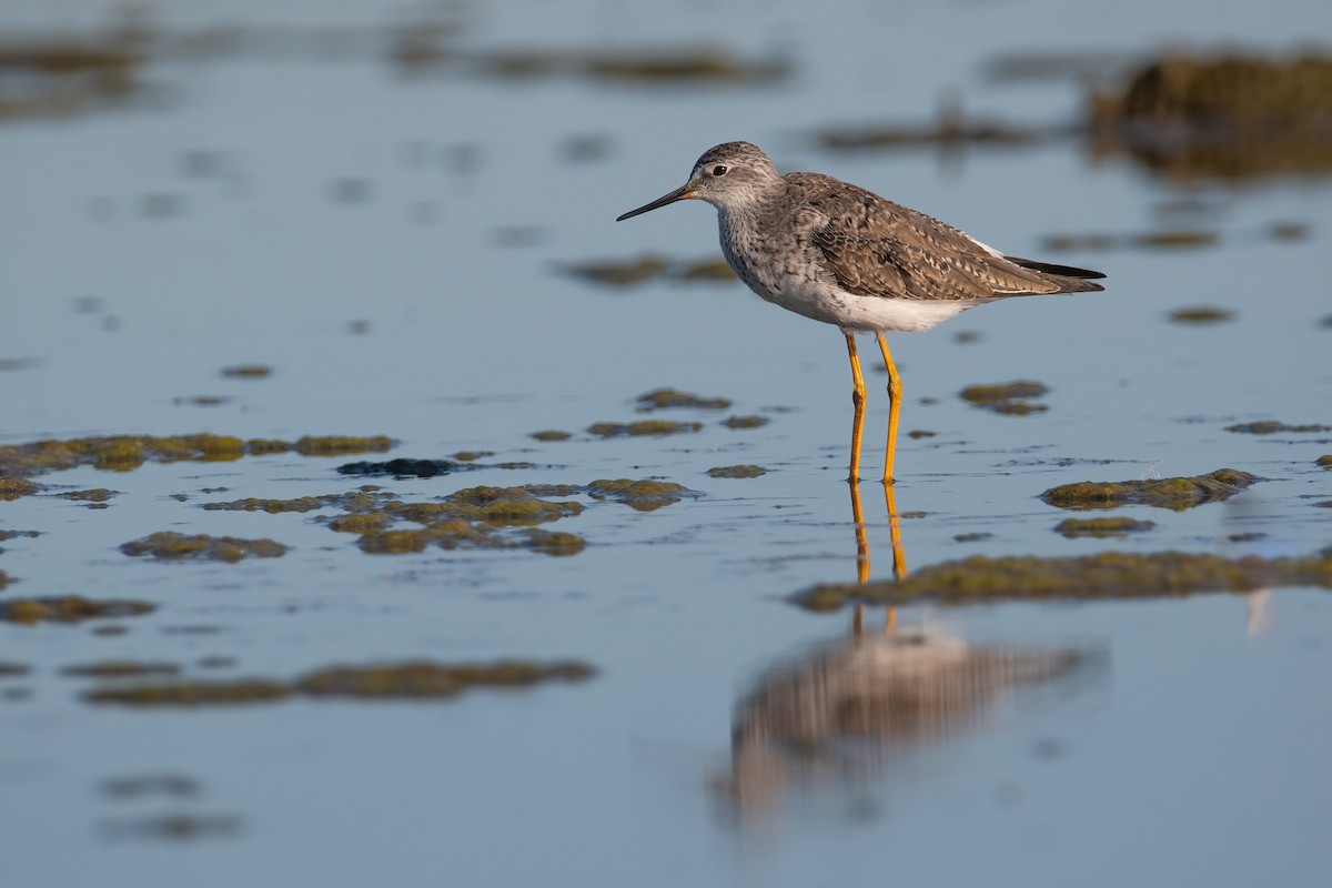 Lesser Yellowlegs - ML446416291