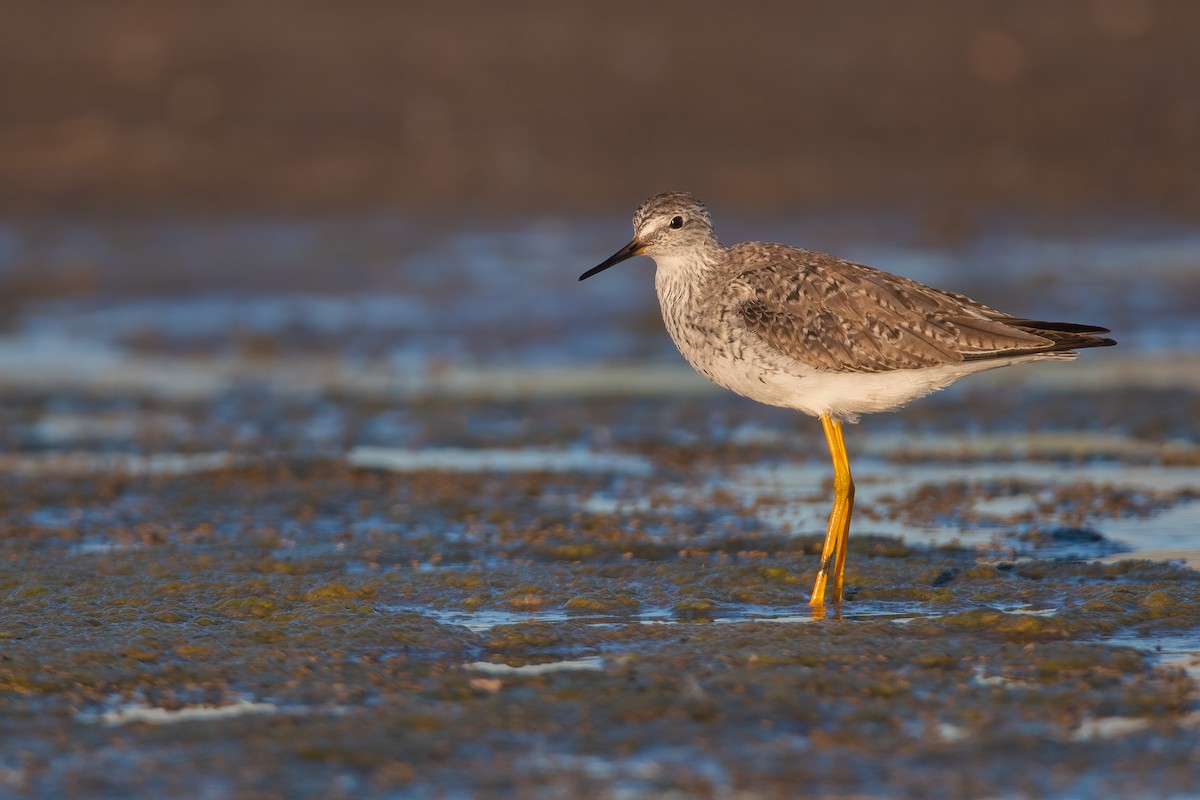 Lesser Yellowlegs - ML446416381