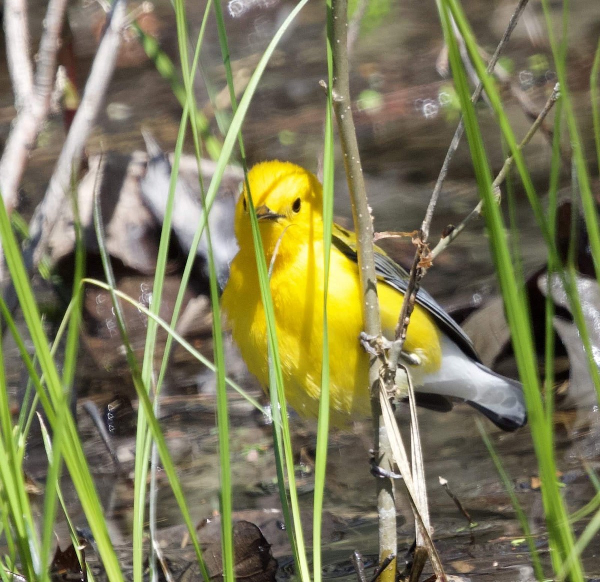 Prothonotary Warbler - ML446416471