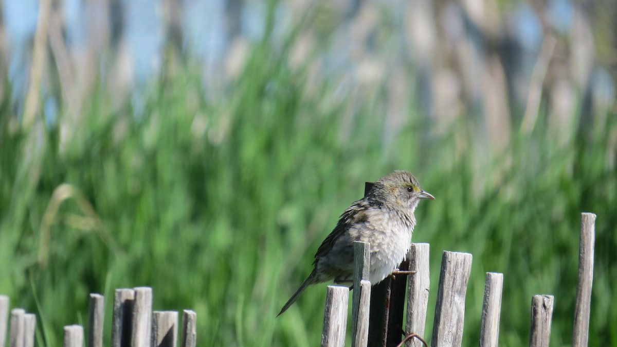 Seaside Sparrow - ML446417261