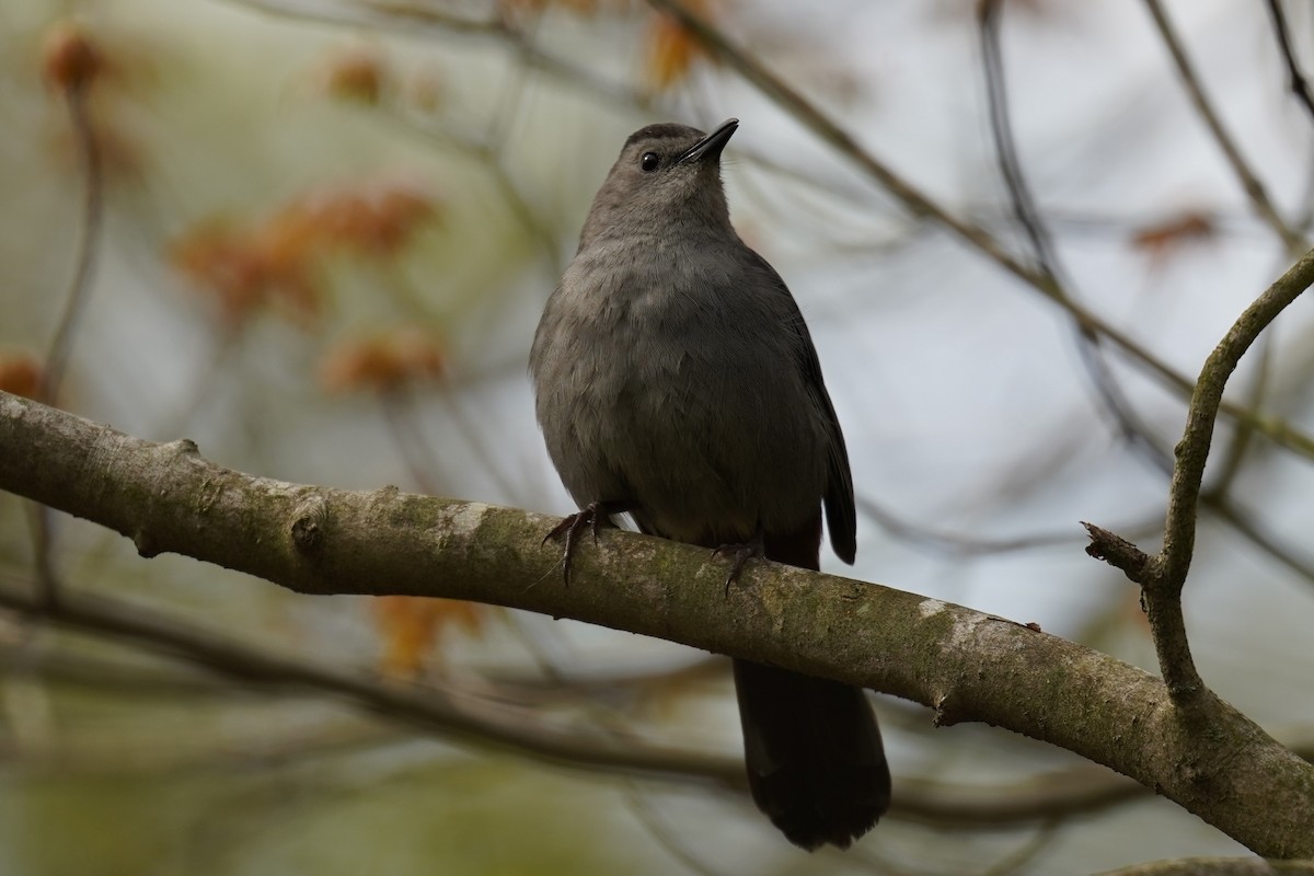 Gray Catbird - Bob Yankou