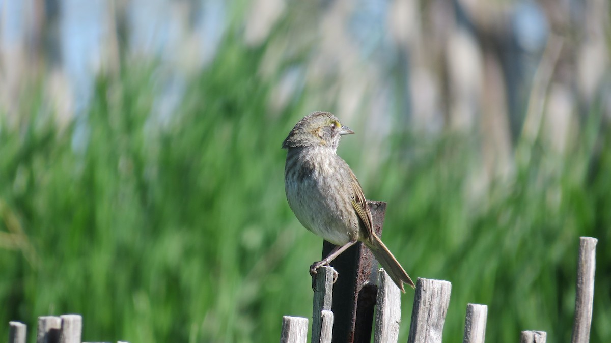 Seaside Sparrow - ML446417351