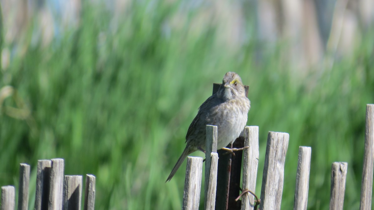 Seaside Sparrow - ML446417381