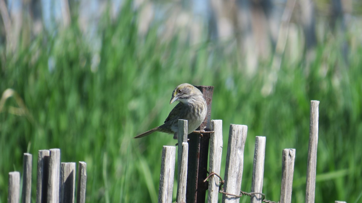 Seaside Sparrow - ML446417391