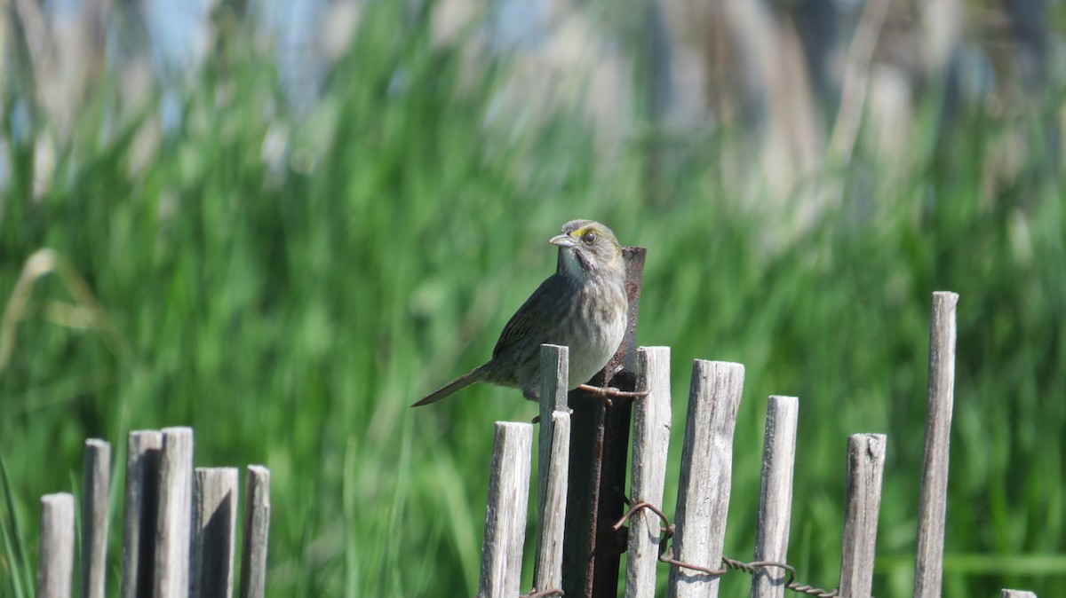 Seaside Sparrow - ML446417421