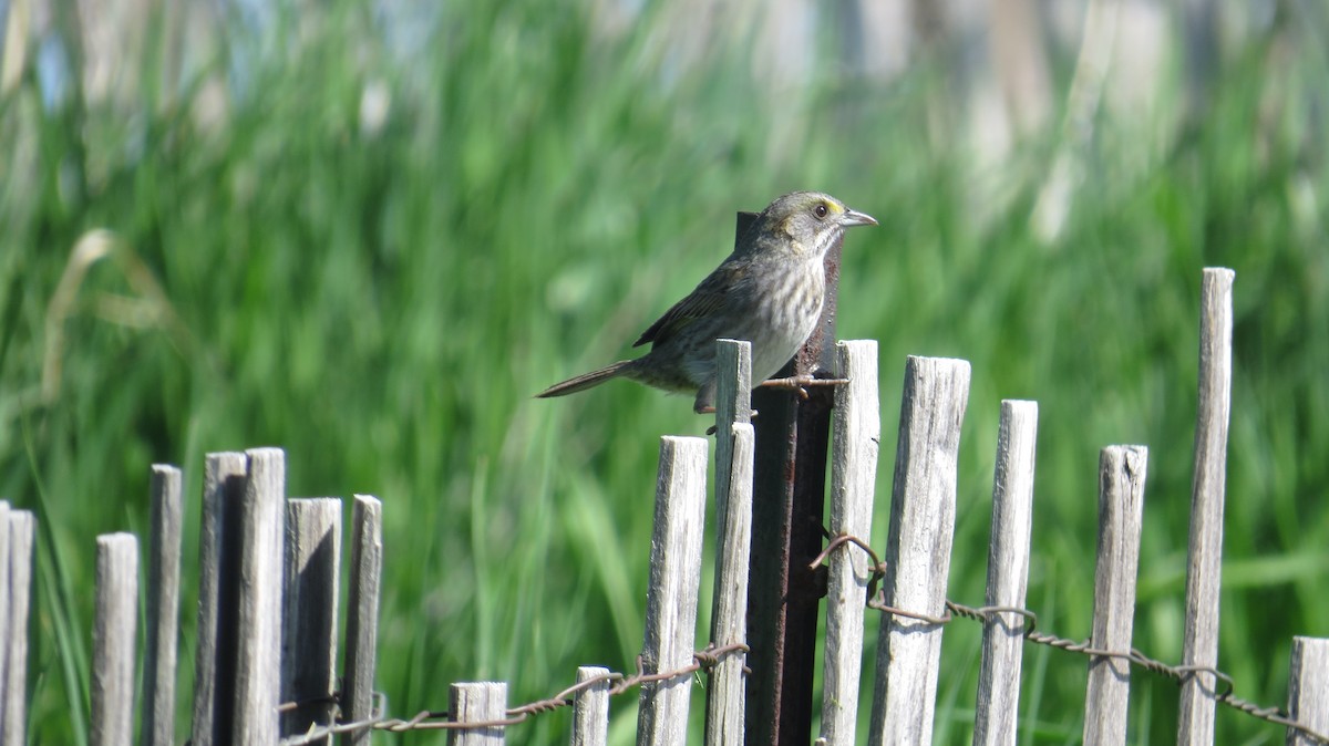 Seaside Sparrow - ML446417431