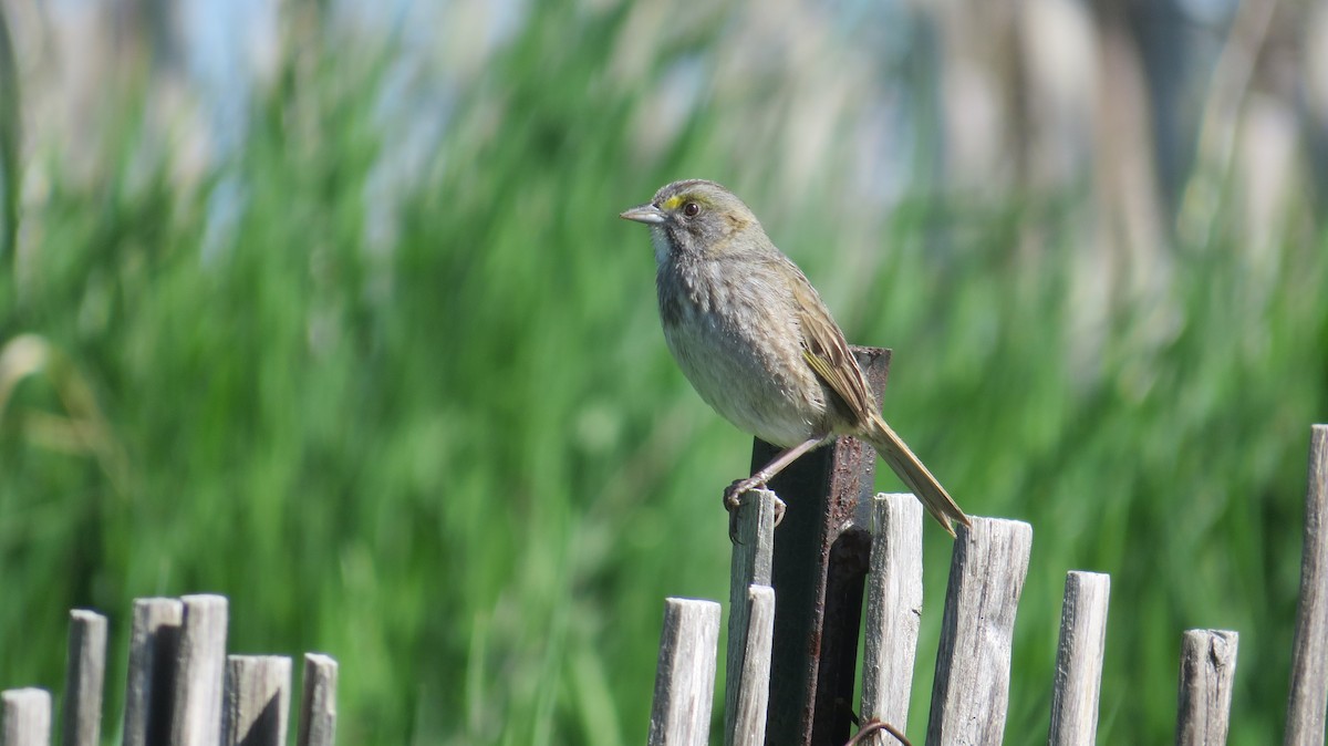 Seaside Sparrow - ML446417481