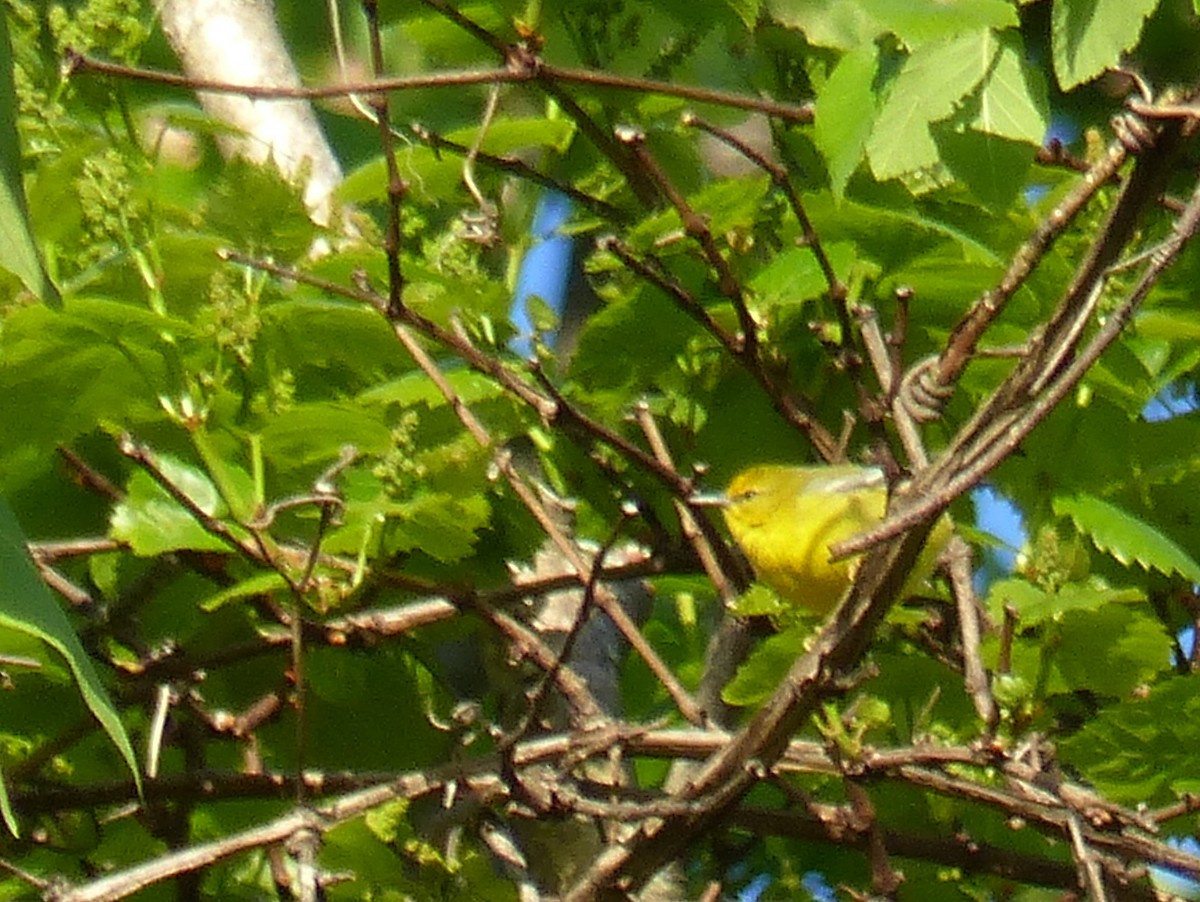 Blue-winged Warbler - ML446417851