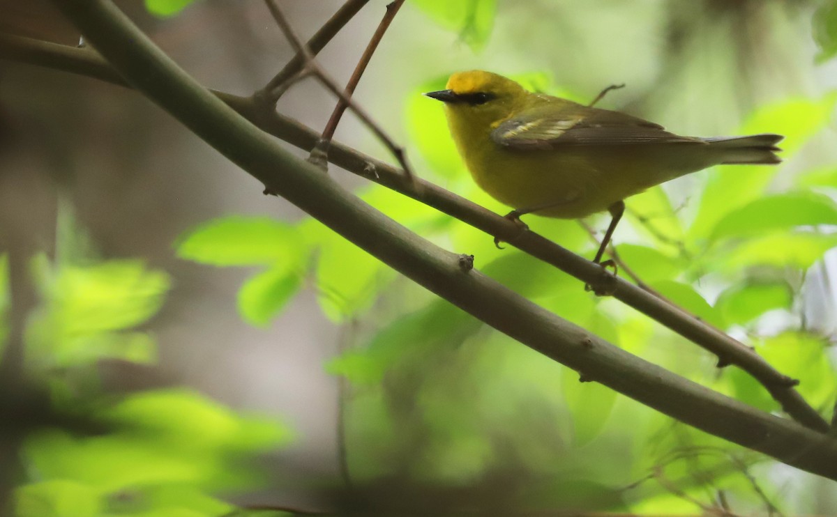 Blue-winged Warbler - Rob Bielawski