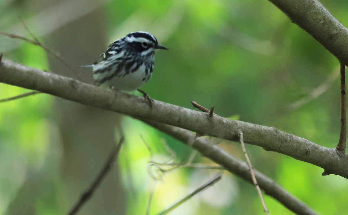 Пісняр строкатий - ML446420281