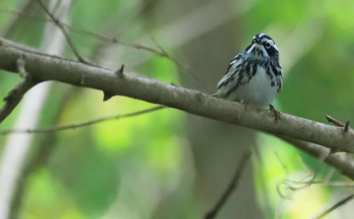 Пісняр строкатий - ML446420361