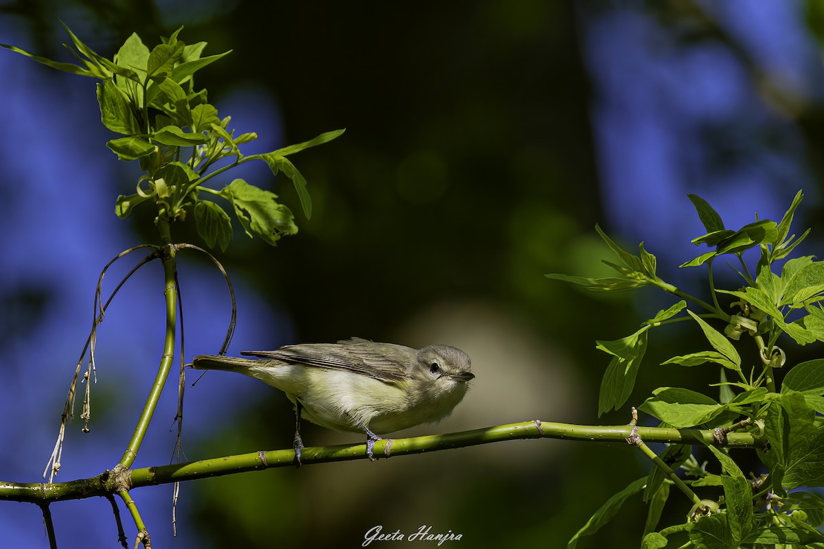 zelenáček švitořivý - ML446421411