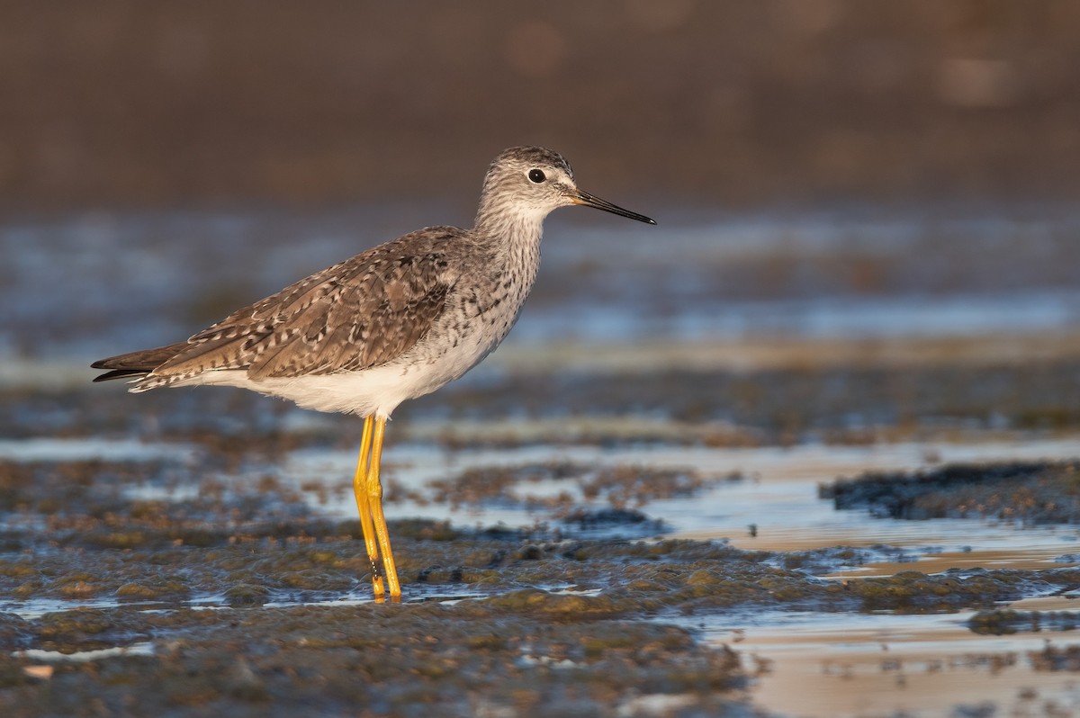 Lesser Yellowlegs - Pablo Re