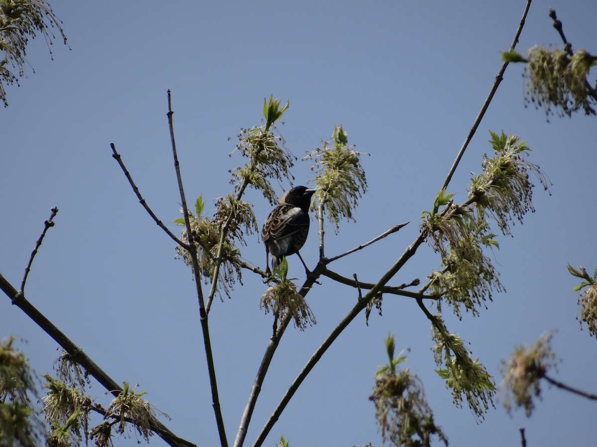 Bobolink - Andrew Raamot and Christy Rentmeester