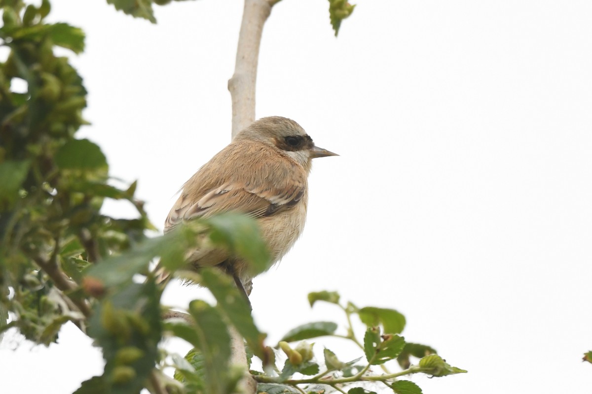 Chinese Penduline-Tit - ML446425231