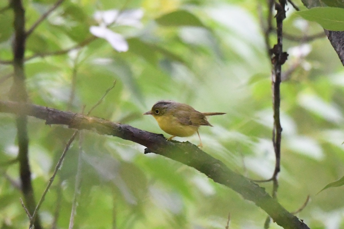 Alström's Warbler - ML446426651