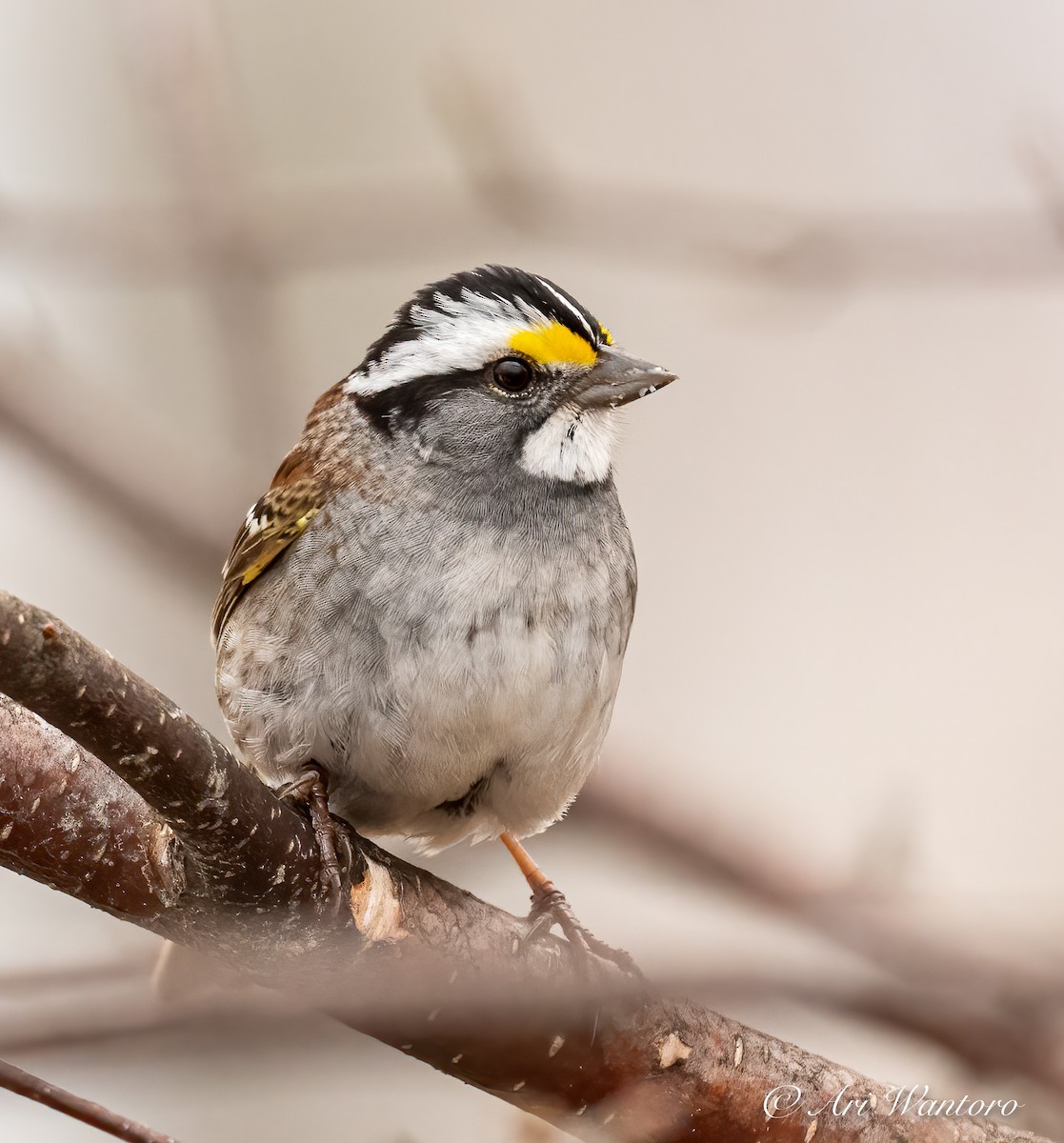 White-throated Sparrow - ML446426761