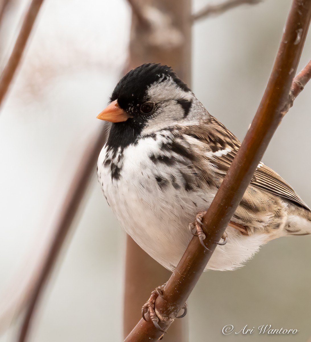 Harris's Sparrow - ML446426861