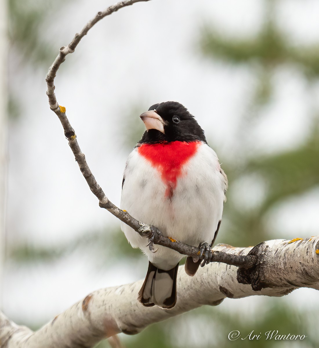 Rose-breasted Grosbeak - ML446427041