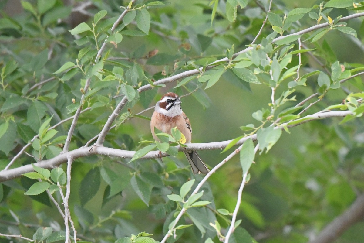 Meadow Bunting - ML446428821