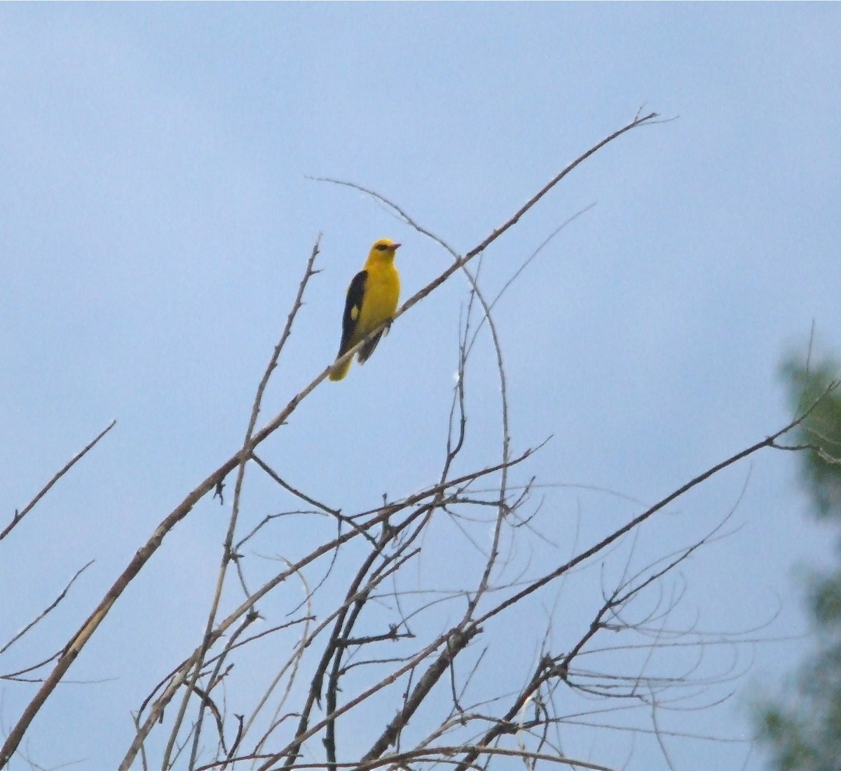 Indian Golden Oriole - ML44643001