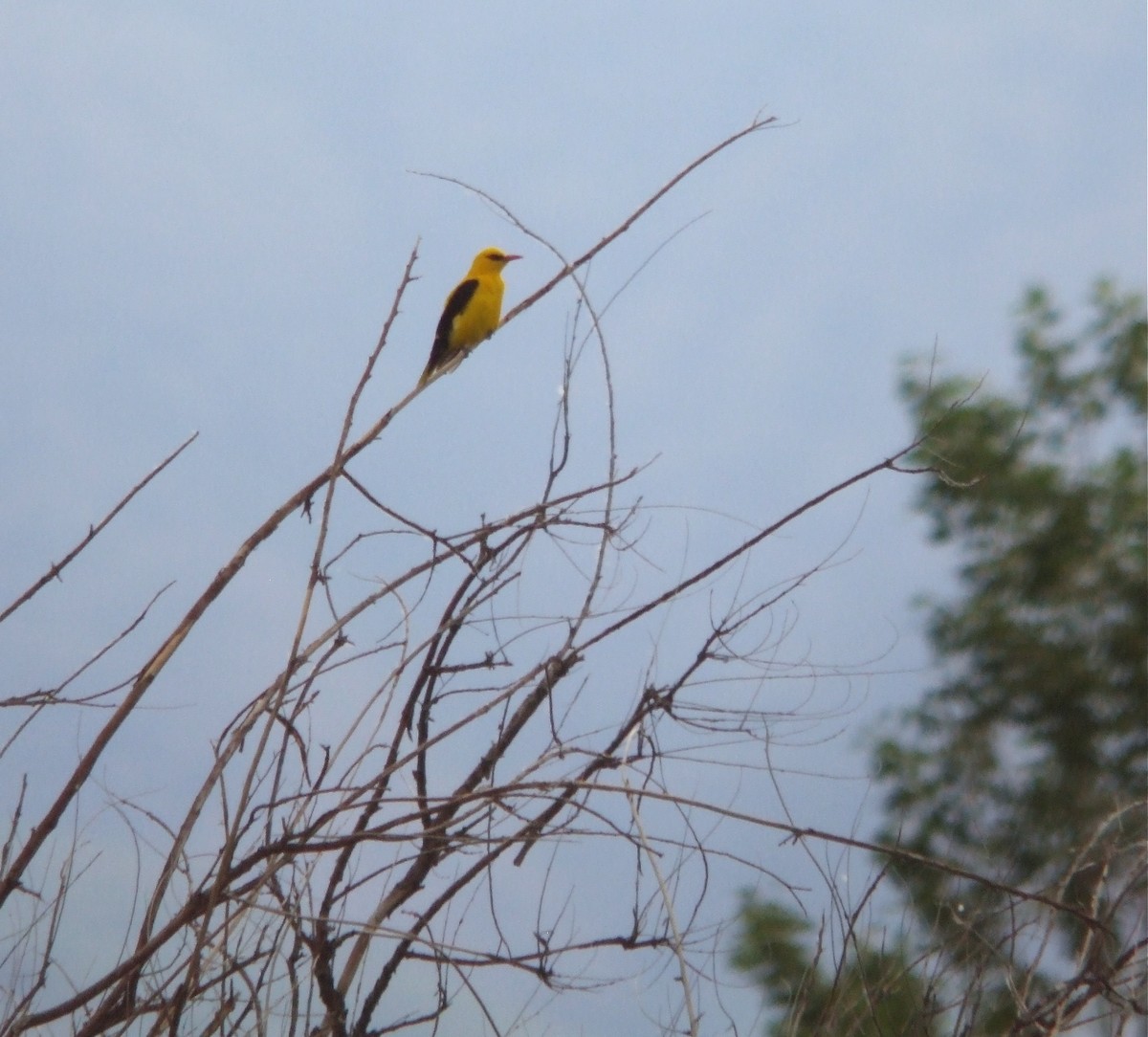 Indian Golden Oriole - ML44643011