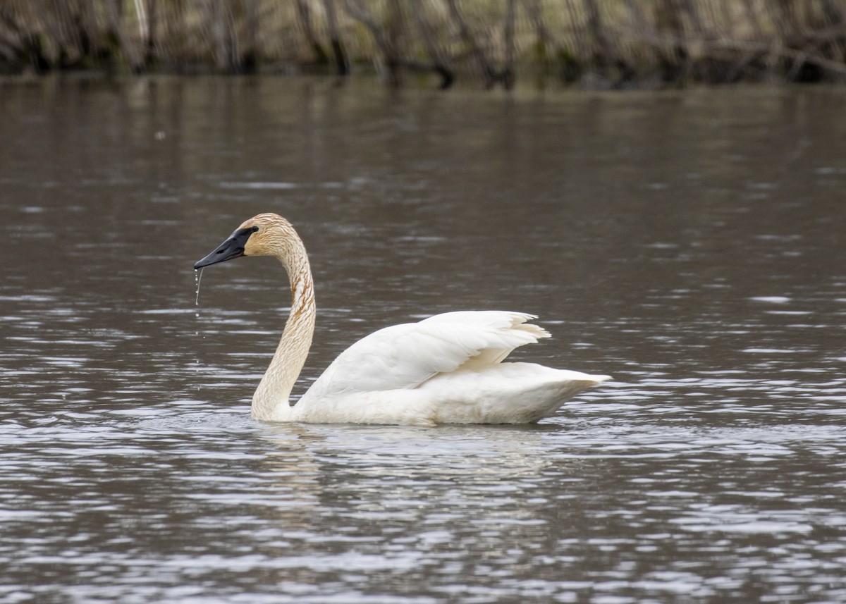 Cygne trompette - ML446431471