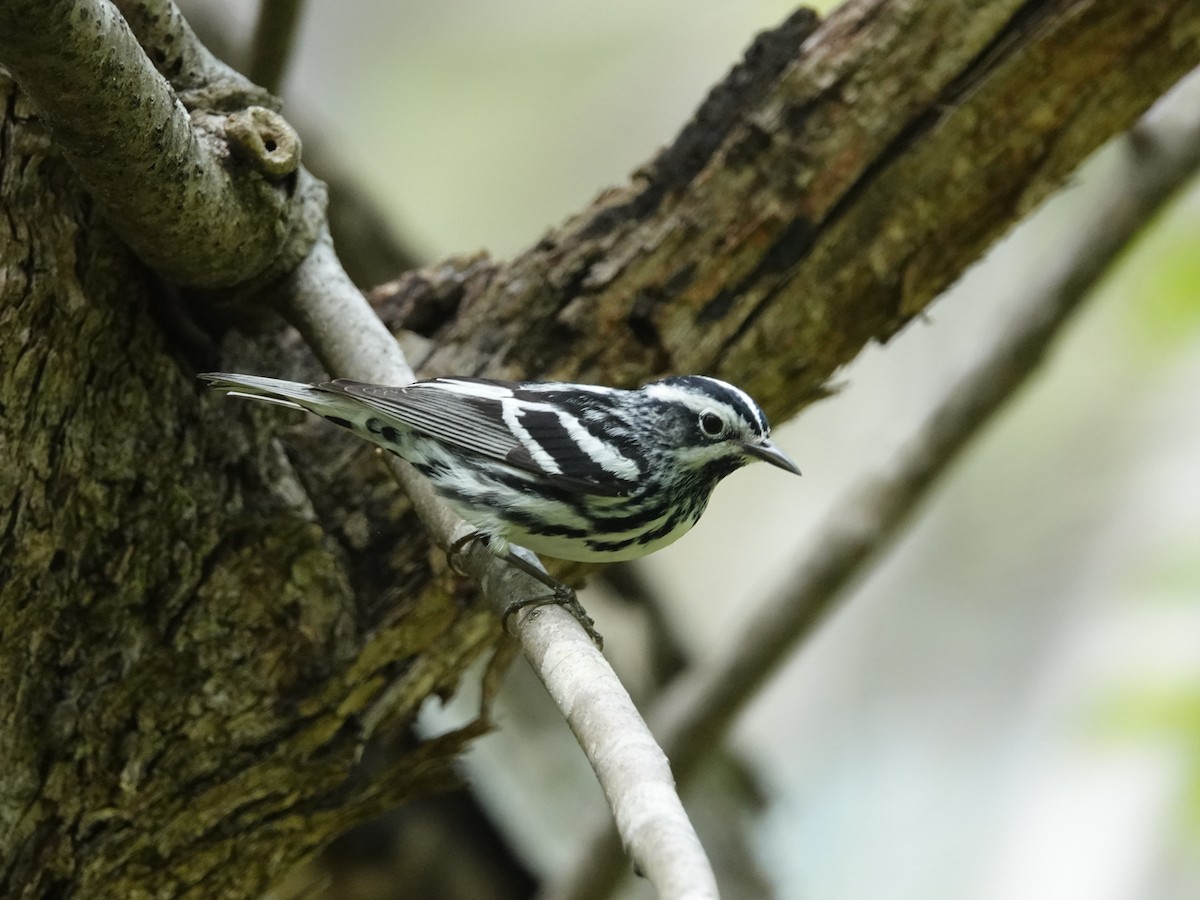 Black-and-white Warbler - ML446431791