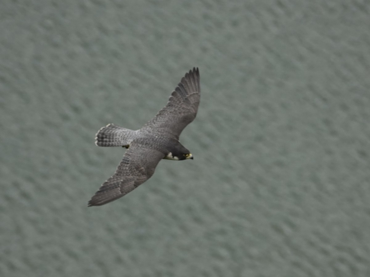 Peregrine Falcon - ML446431831