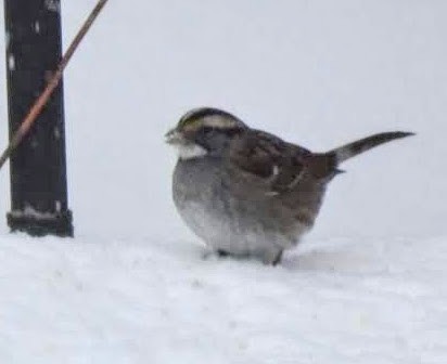 White-throated Sparrow - ML446431961