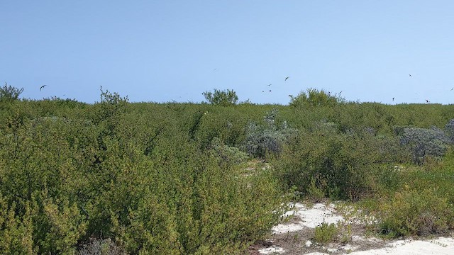 Sooty Tern - ML446433621