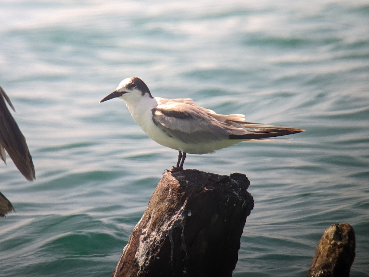 Common Tern - ML446433681