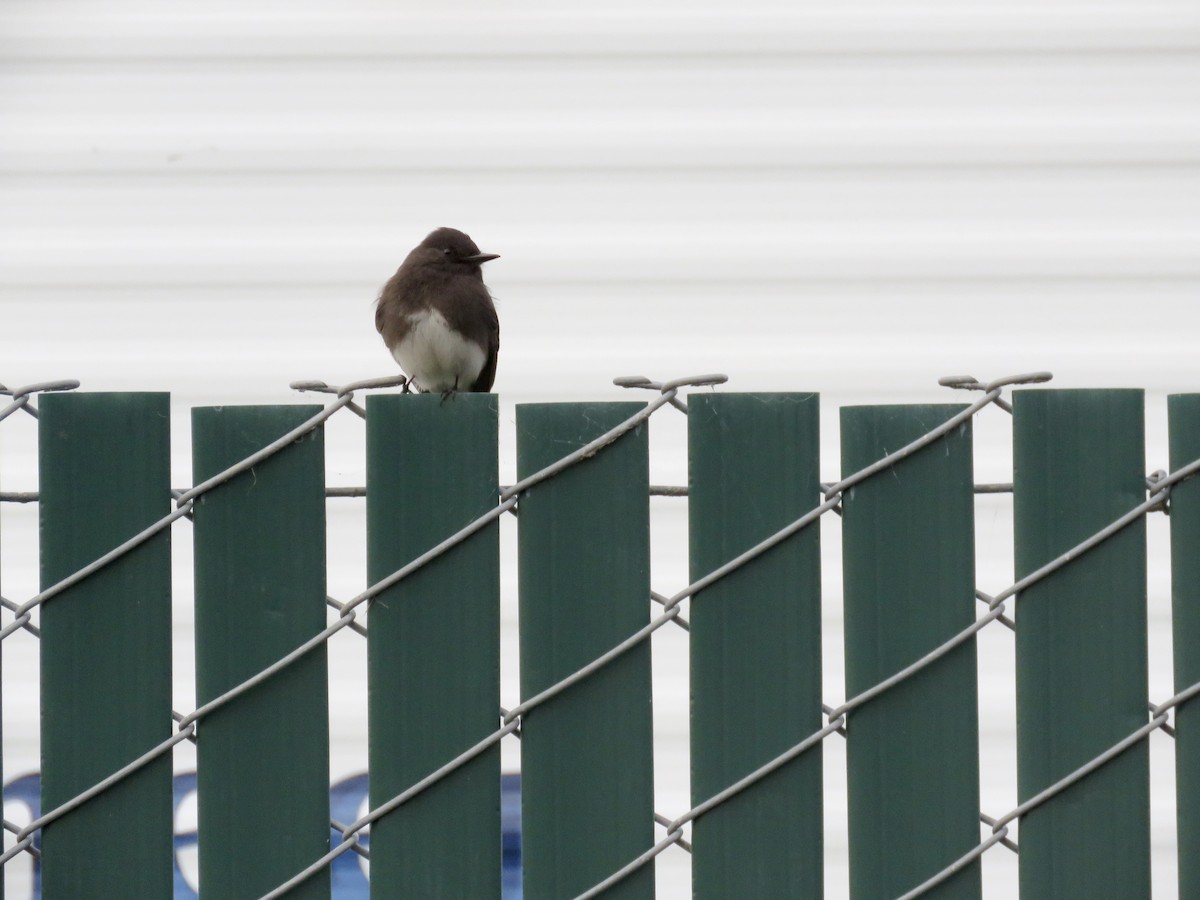 Black Phoebe - Jennifer Rycenga