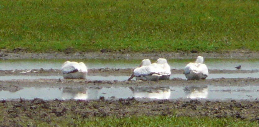 American White Pelican - ML446434621