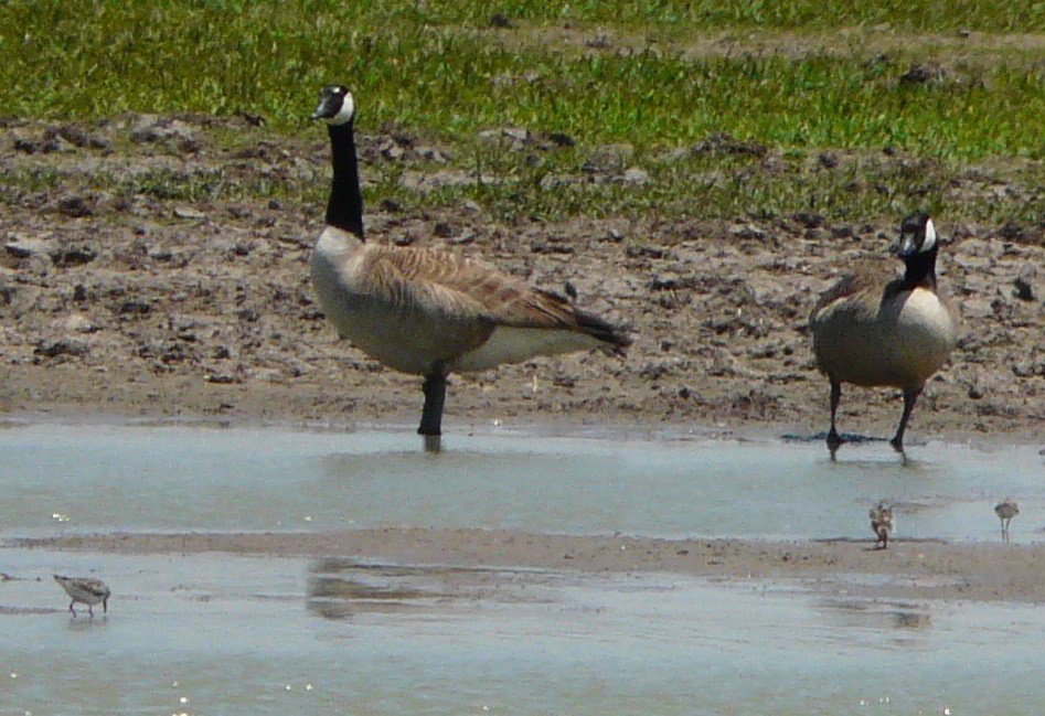 Canada Goose - ML446434911