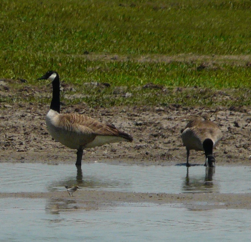 Canada Goose - ML446435011