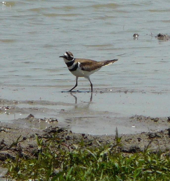 Killdeer - Sean McCool